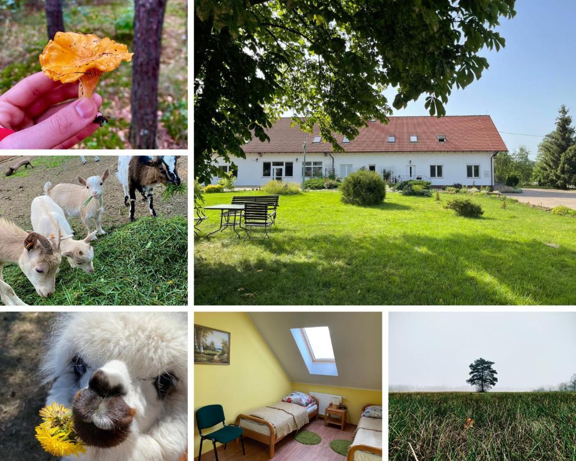 Gospodarstwo Agroturystyczne Zasadkowe Bory Rogowo  Exterior photo